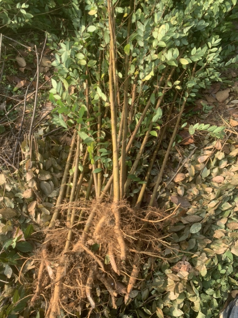 榆树苗，榔榆小苗上盆素材，提根，造型，抱石