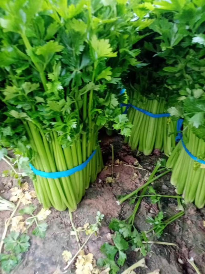 西芹，砀山本地一手货源，种殖面积广，大吨位供应，对接商超