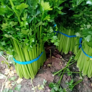 西芹，砀山本地一手货源，种殖面积广，大吨位供应，对接商超