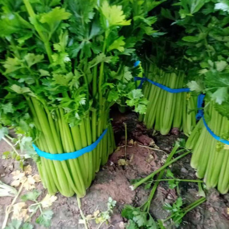 西芹，砀山本地一手货源，种殖面积广，大吨位供应，对接商超