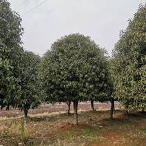 大桂花树（硃砂桂）出售，常青绿植，是小区，庭院，公园等绿