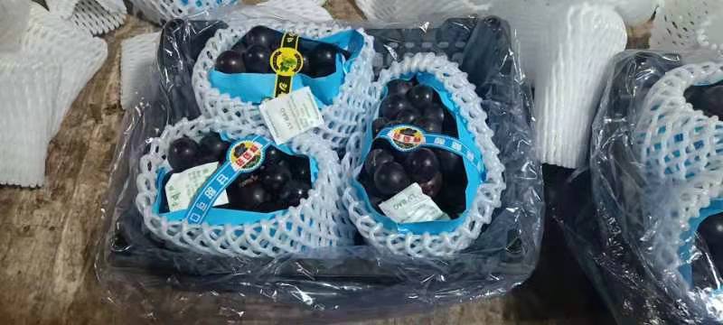 辽宁北镇冷库四斤小黑箱巨丰葡萄大量供应三元一箱