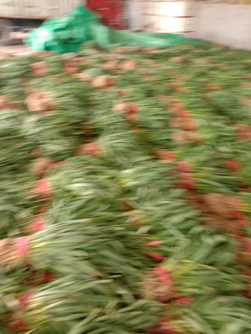 蒜苗大量上市，质量好，价格便宜，有需要的朋友请联系我