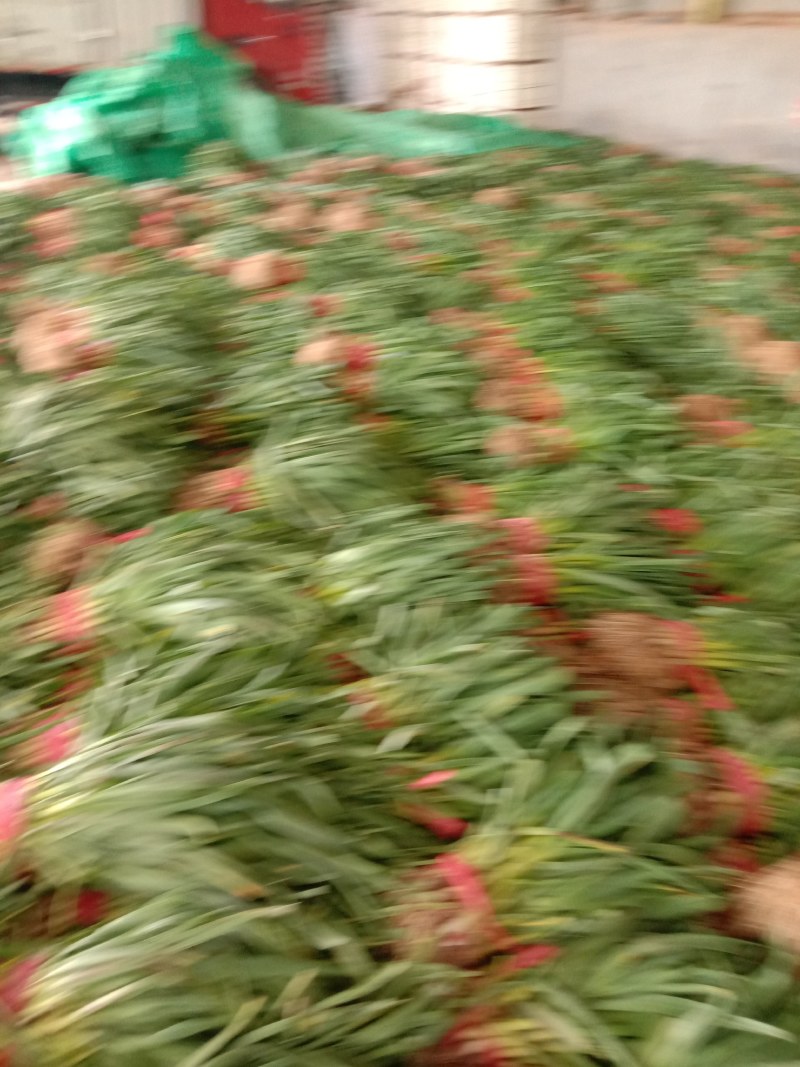 蒜苗大量上市，质量好，价格便宜，有需要的朋友请联系我