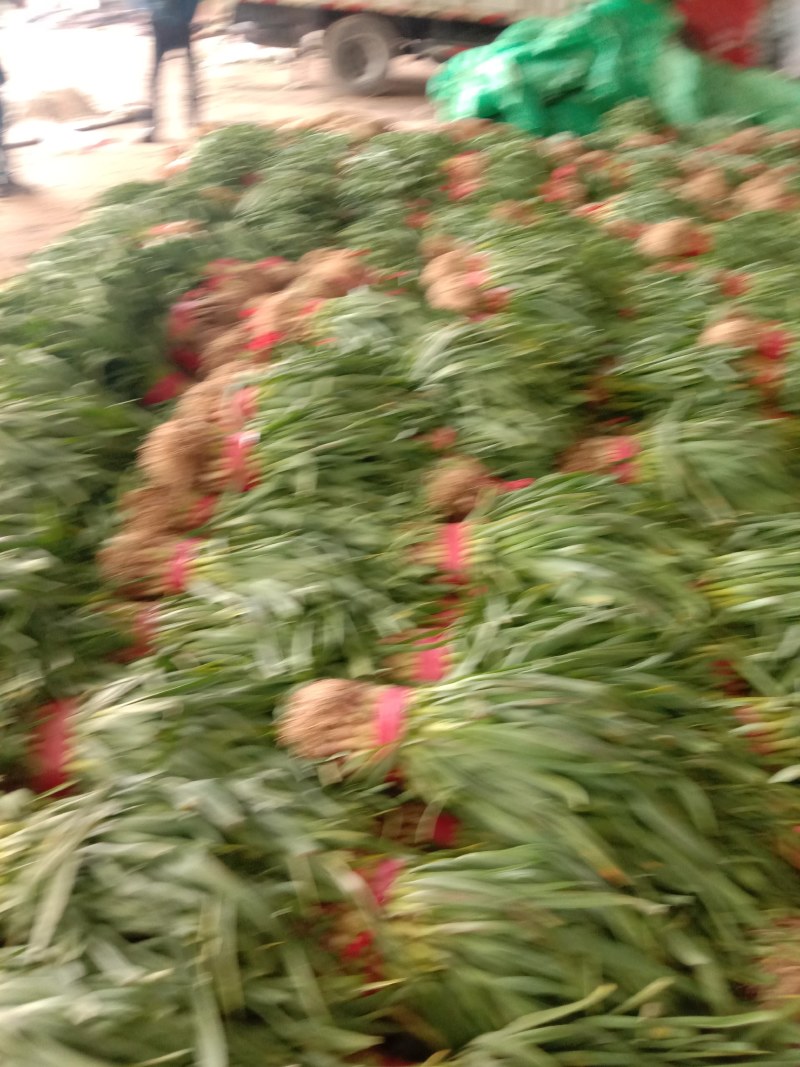蒜苗大量上市，质量好，价格便宜，有需要的朋友请联系我