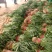 蒜苗大量上市，质量好，价格便宜，有需要的朋友请联系我
