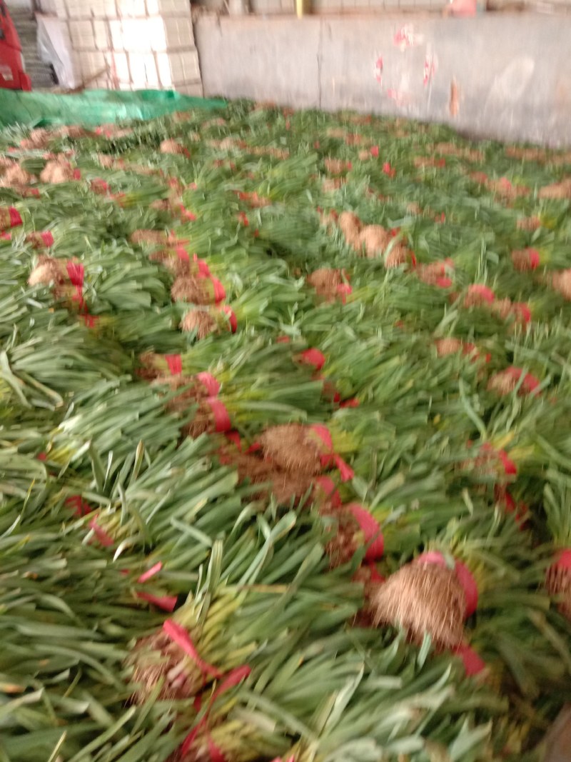 蒜苗大量上市，质量好，价格便宜，有需要的朋友请联系我