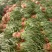 蒜苗大量上市，质量好，价格便宜，有需要的朋友请联系我