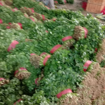 香菜大量上市，质量好，价格便宜，有需要的朋友请联系我