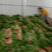 香菜大量上市，质量好，价格便宜，有需要的朋友请联系我