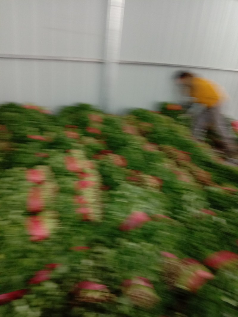 香菜大量上市，质量好，价格便宜，有需要的朋友请联系我