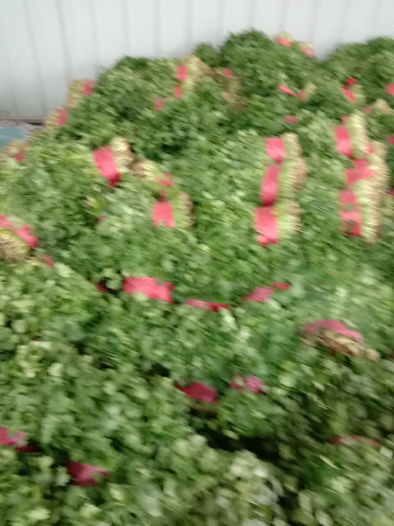 香菜大量上市，质量好，价格便宜，有需要的朋友请联系我