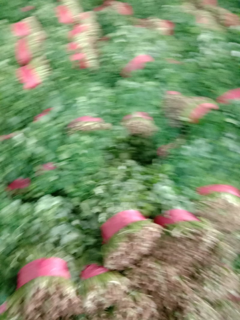 香菜大量上市，质量好，价格便宜，有需要的朋友请联系我