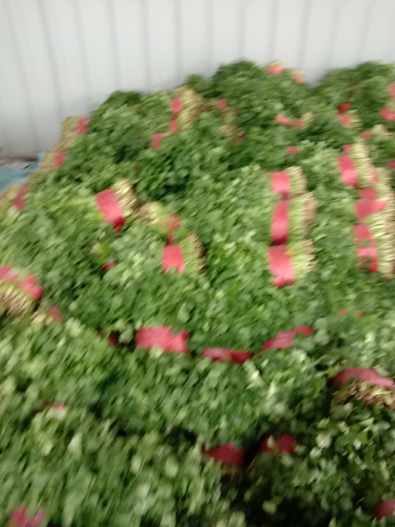 香菜大量上市，质量好，价格便宜，有需要的朋友请联系我