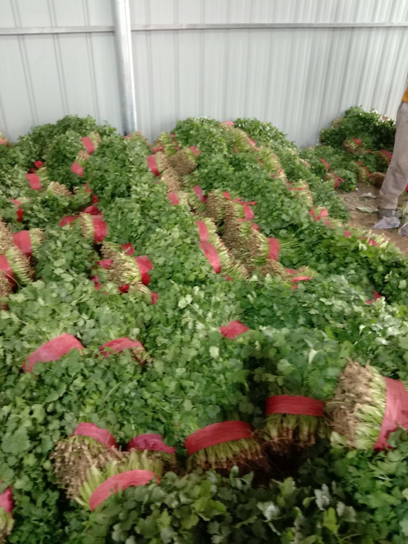 香菜大量上市，质量好，价格便宜，有需要的朋友请联系我