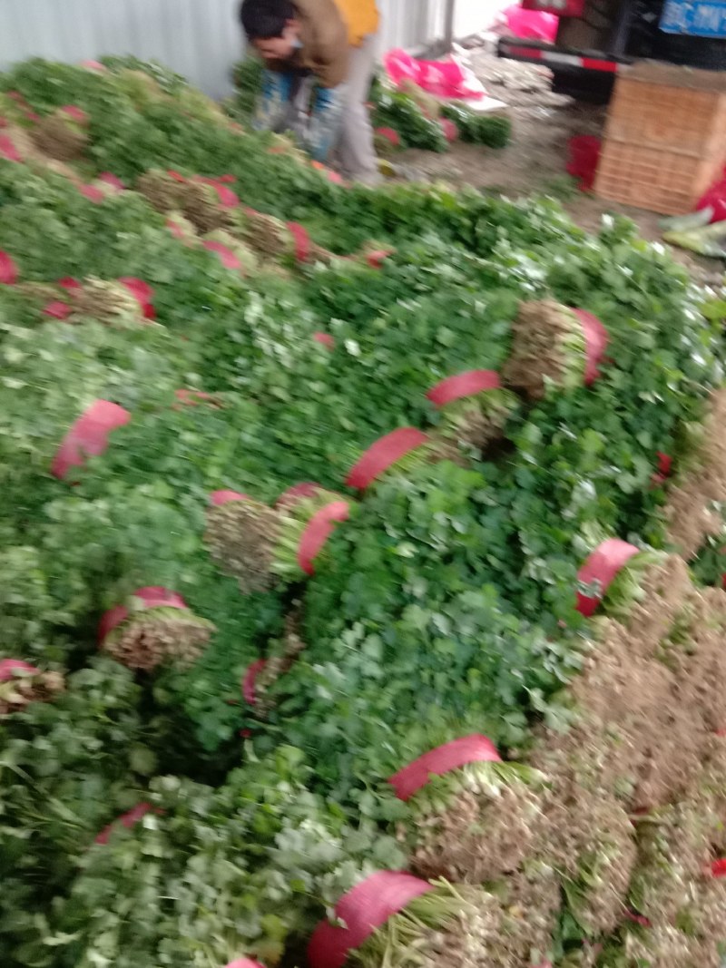 香菜大量上市，质量好，价格便宜，有需要的朋友请联系我