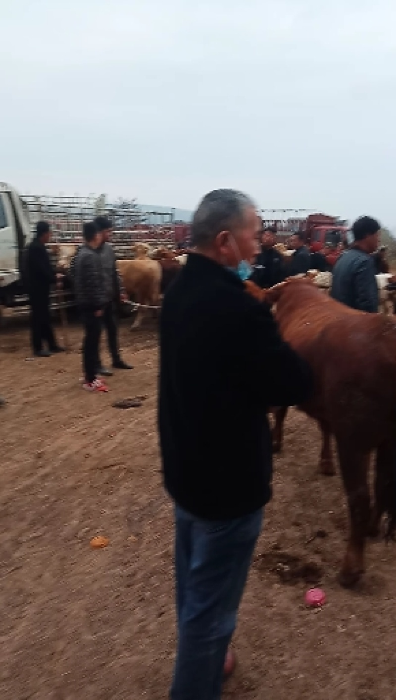 成品肉牛，品种齐全，肉牛，犊子。牛仔怀孕母牛大公牛大母牛