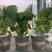 30万颗盆栽草莓大量上市