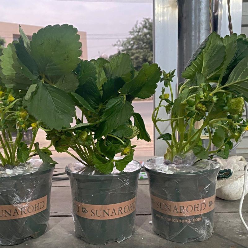 30万颗盆栽草莓大量上市