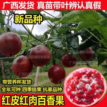 新品种红皮红肉百香果苗树苗黄金果百香果苗四季不断
