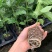新品种红皮红肉百香果苗树苗黄金果百香果苗四季不断