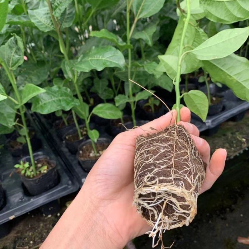 新品种红皮红肉百香果苗树苗黄金果百香果苗四季不断