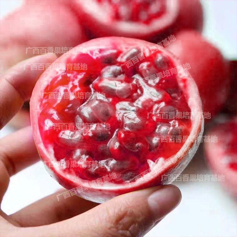 新品种红皮红肉百香果苗树苗黄金果百香果苗四季不断