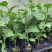 新品种红皮红肉百香果苗树苗黄金果百香果苗四季不断