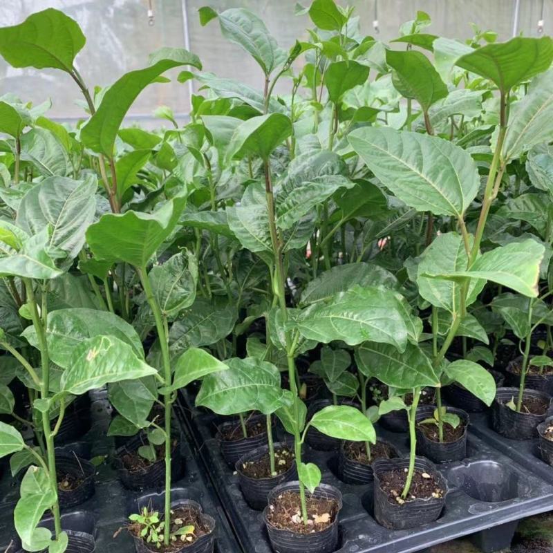 新品种红皮红肉百香果苗树苗黄金果百香果苗四季不断