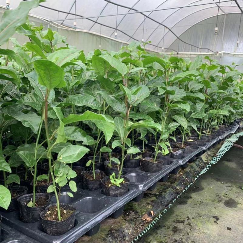 新品种红皮红肉百香果苗树苗黄金果百香果苗四季不断