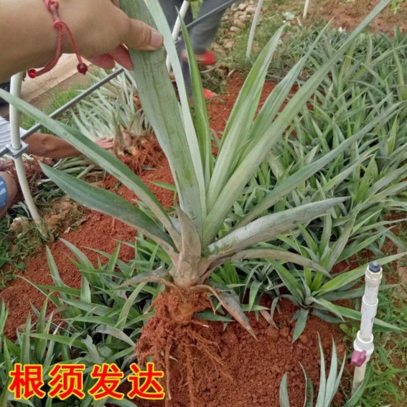 金钻凤梨苗地菠萝苗树苗当年结果盆栽地栽凤梨果苗南北种