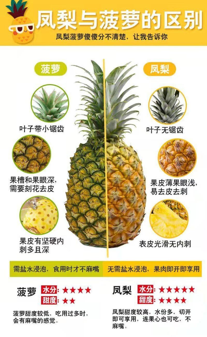 金钻凤梨苗地菠萝苗树苗当年结果盆栽地栽凤梨果苗南北种