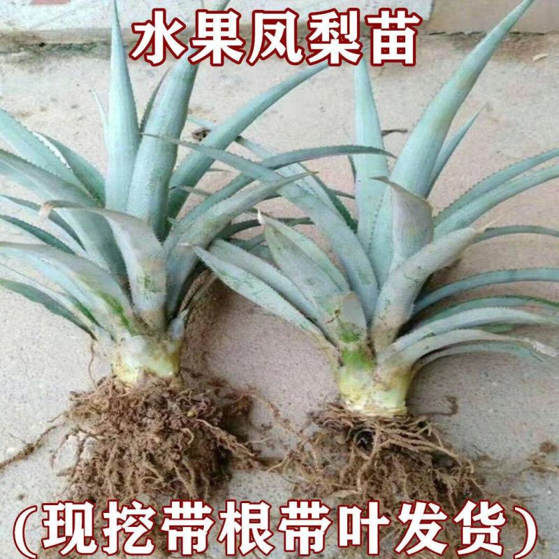 金钻凤梨苗地菠萝苗树苗当年结果盆栽地栽凤梨果苗南北种