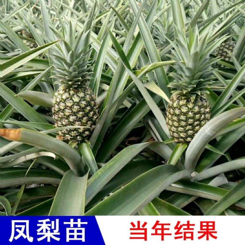 金钻凤梨苗地菠萝苗树苗当年结果盆栽地栽凤梨果苗南北种