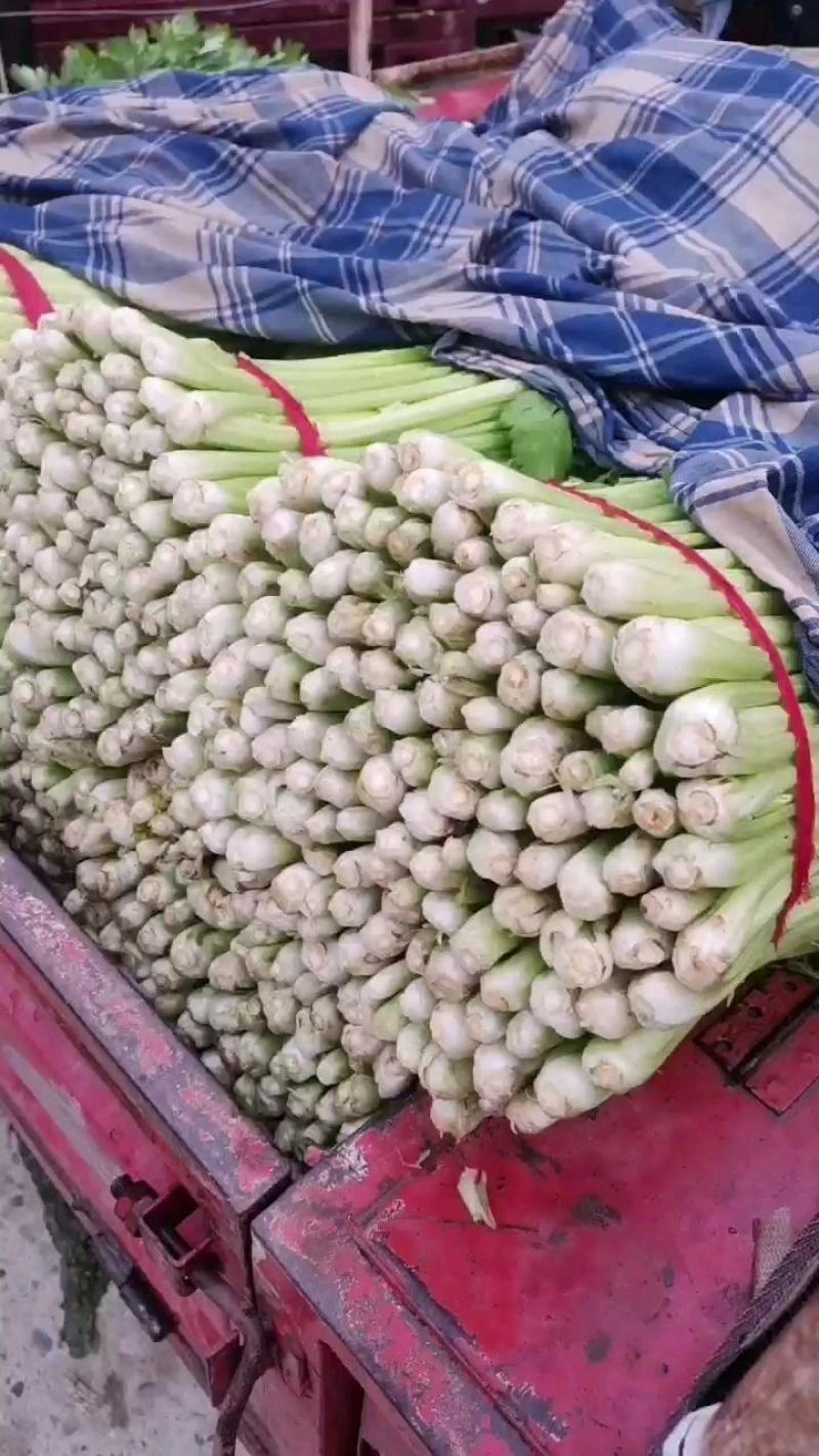 新野精品大棚芹菜大量上市中，质量好价格低有需要的联系。