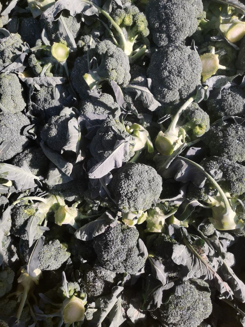 新野西兰花质量好货多价格便宜有需要的可联系，合顺蔬菜基地