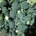 新野西兰花质量好货多价格便宜有需要的可联系，合顺蔬菜基地