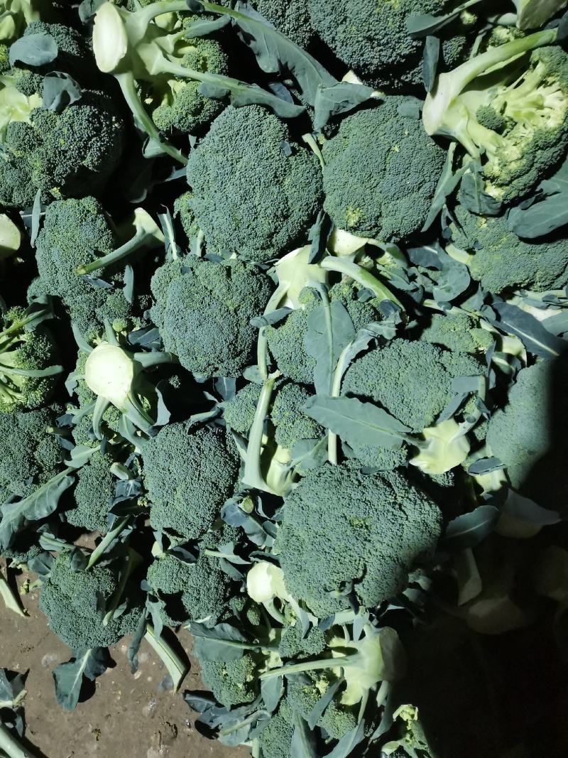 新野西兰花质量好货多价格便宜有需要的可联系，合顺蔬菜基地