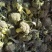 新野西兰花质量好货多价格便宜有需要的可联系，合顺蔬菜基地