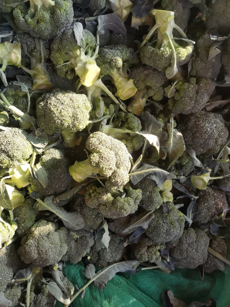 新野西兰花质量好货多价格便宜有需要的可联系，合顺蔬菜基地