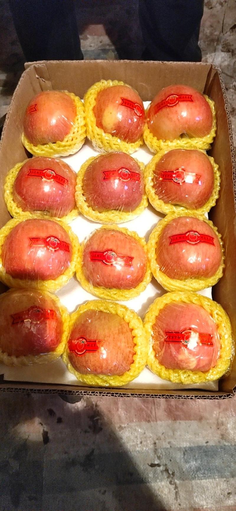 苹果膜袋红富士大量上市，色好个头大，口感脆甜，量大从优