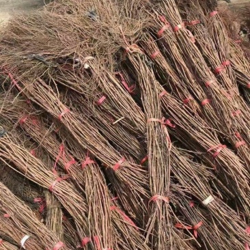 精品长条贝达葡萄苗，山葡萄苗产地直发质量好价格低