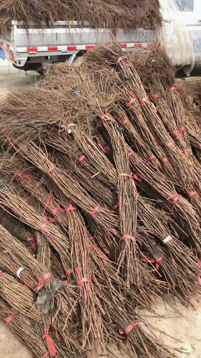 精品长条贝达葡萄苗，山葡萄苗产地直发质量好价格低