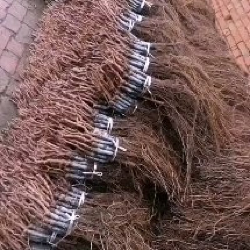 精品长条贝达葡萄苗，山葡萄苗产地直发质量好价格低