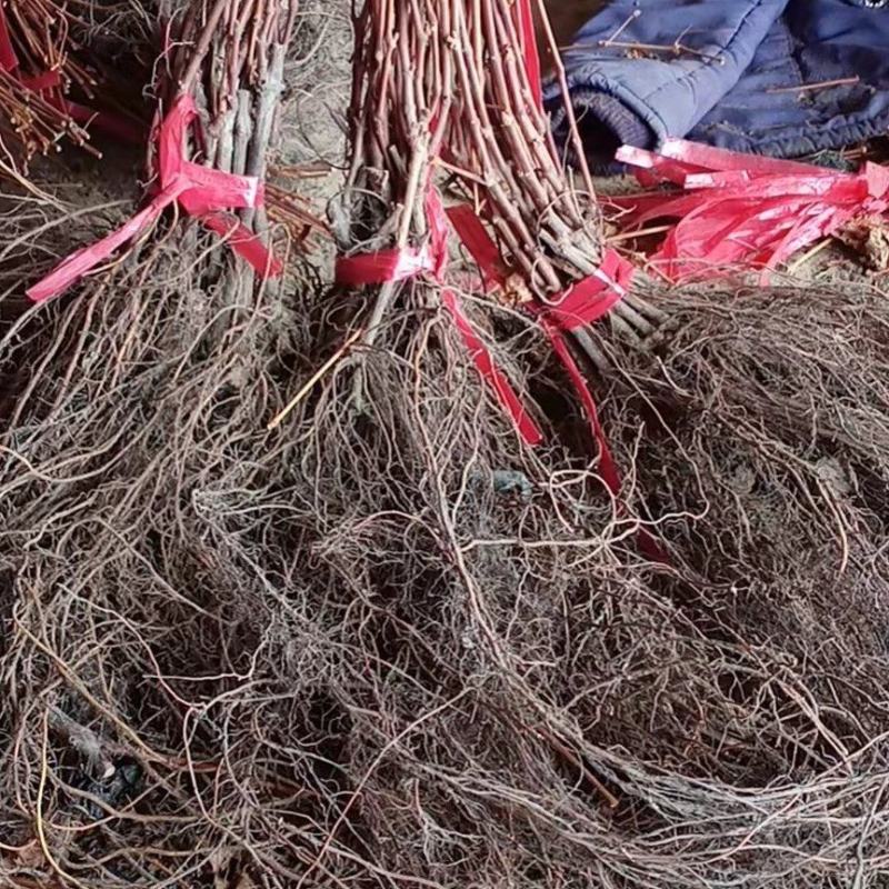 精品长条贝达葡萄苗，山葡萄苗产地直发质量好价格低