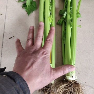 法国皇后芹菜