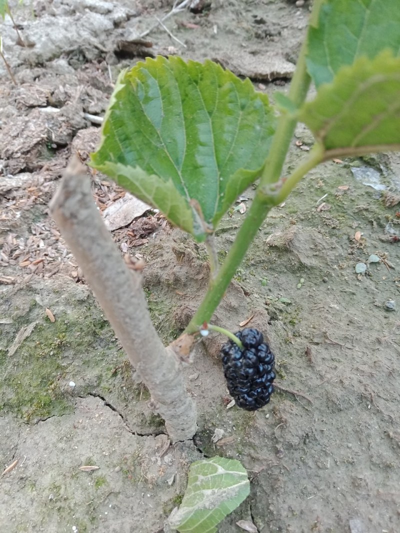 果桑苗无籽大十嫁接苗（汁多口感好甜度高）包对版包技术