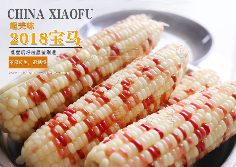 【正宗】晓富种业宝马2018/天贵糯937彩甜糯玉米种子