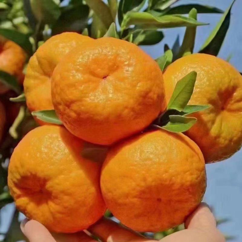 碰柑（芦柑）碰柑鲜果储存果碰柑套袋果产地一手货源