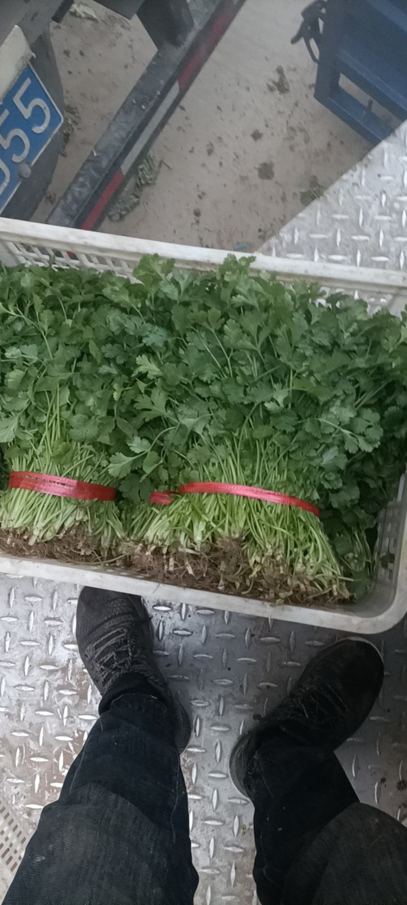 芹菜叶